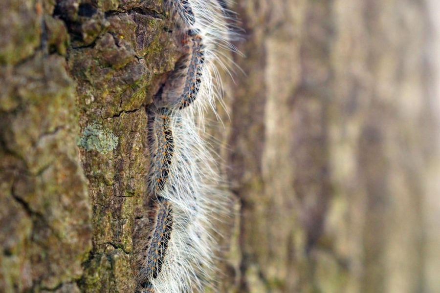Oak processionary caterpillar in procession on a oak tree. Their long hairs are very visible in sunlight. This hairs aren't dangerous. The dangerous hairs are invisible. The oak is a host plant for the caterpillar.