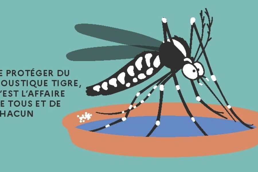 moustique tigre illustration